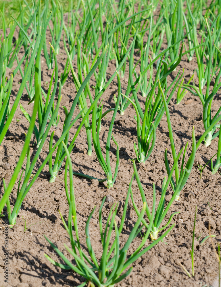 view of chive on the field.plantation onions view of chive on the field.plantation onions