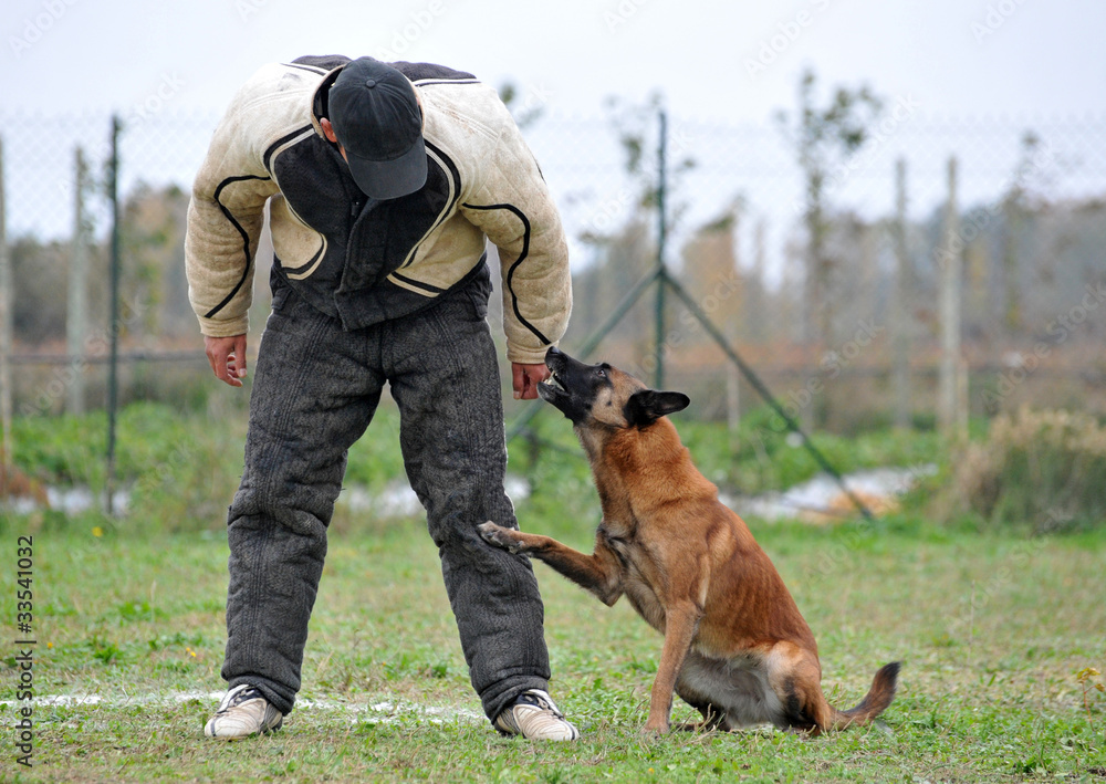 homme d'attaque et malinois homme d'attaque et malinois