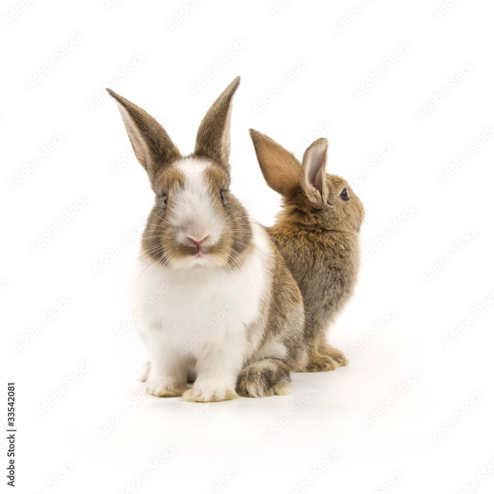 Two adorable rabbits Two adorable rabbits