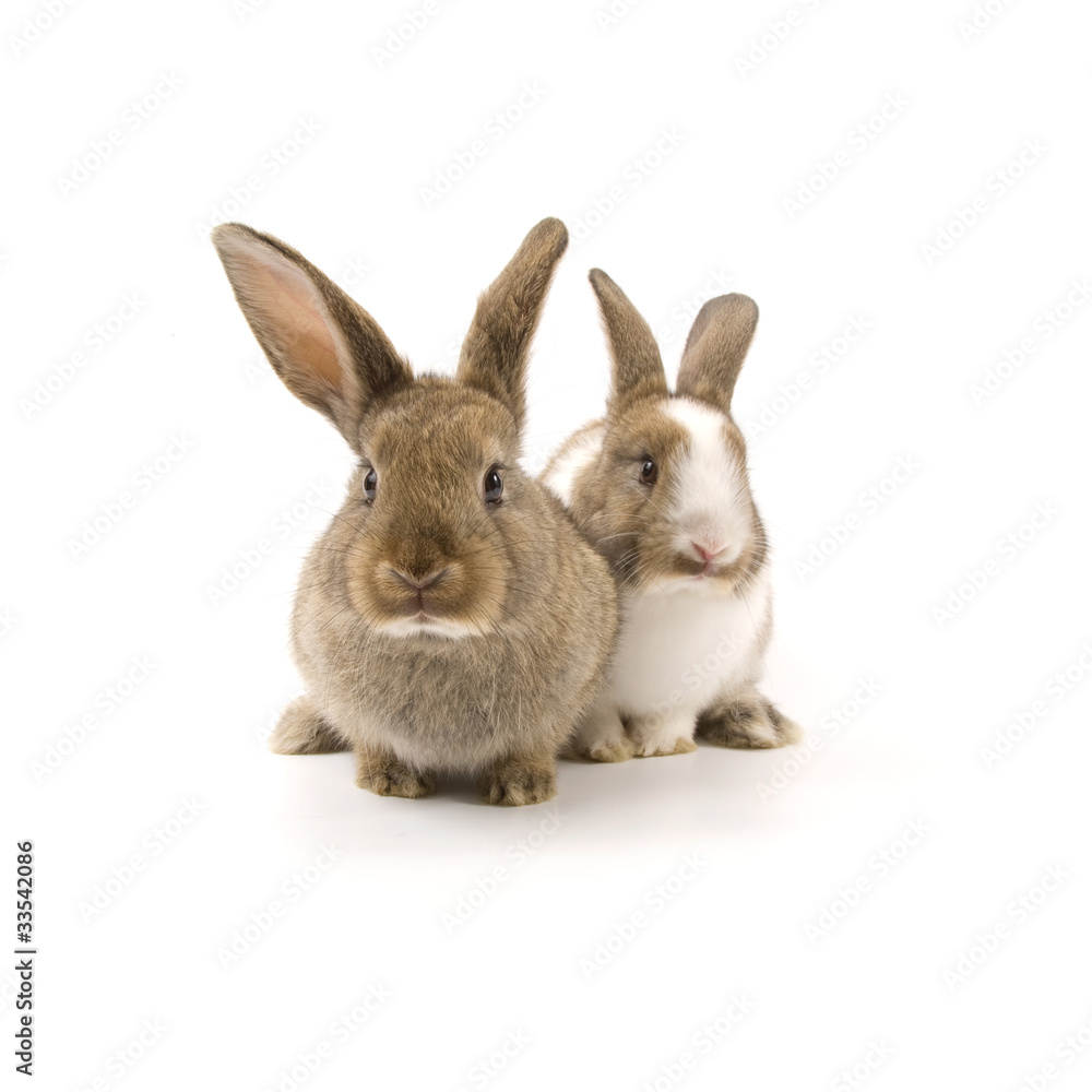 Fototapeta premium Two adorable rabbits