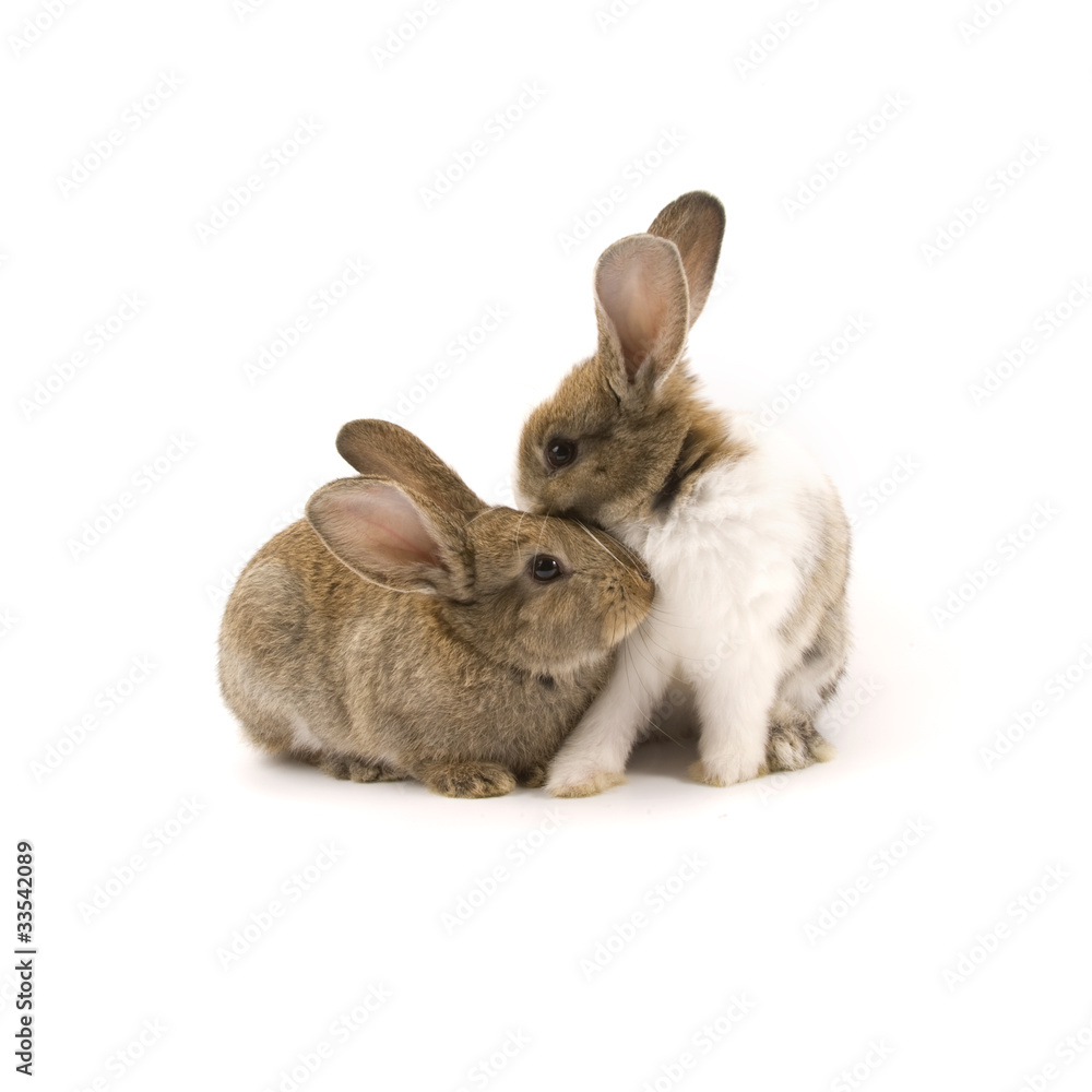 Fototapeta premium Two adorable rabbits