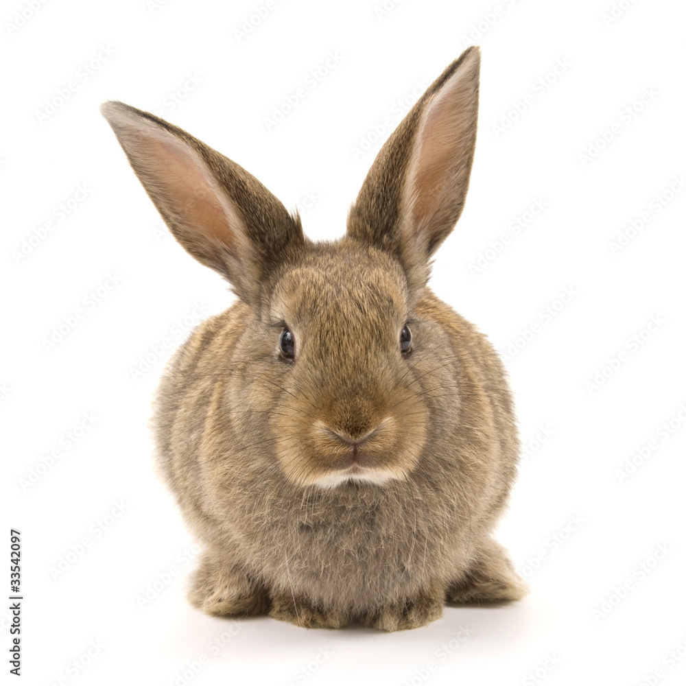 Adorable rabbit isolated on white
