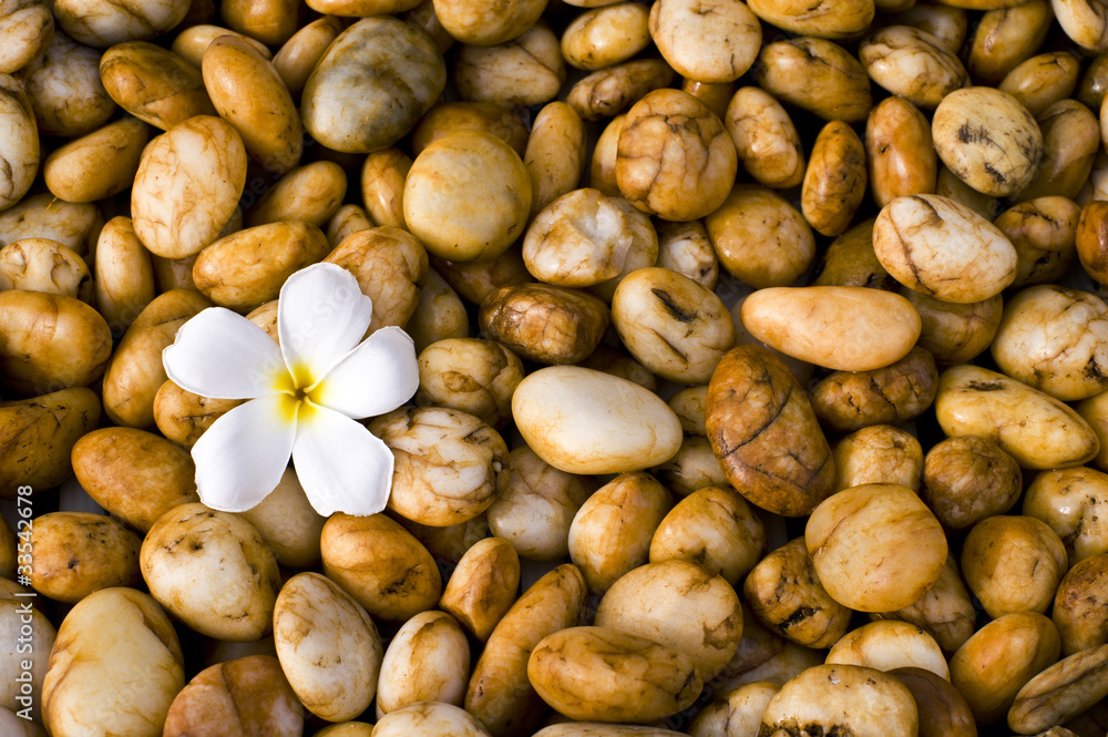Plumeria on stone backgrounds Plumeria on stone backgrounds