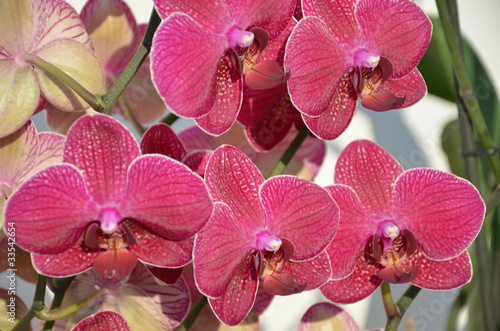 Pink Orchid photo