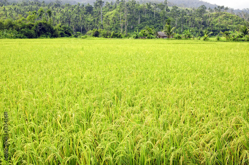 Ricefield