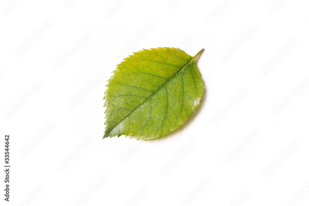 Fototapeta premium leaf isolated on white