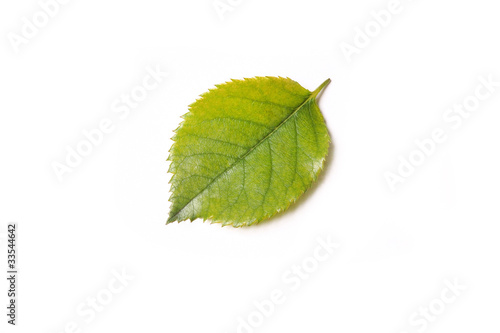 leaf isolated on white