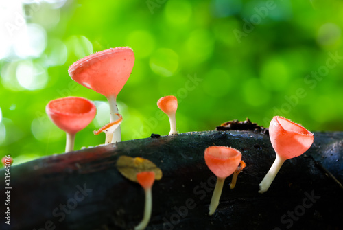 Red cup mushroom