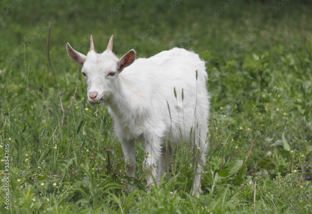 Obraz premium Kid on a meadow.