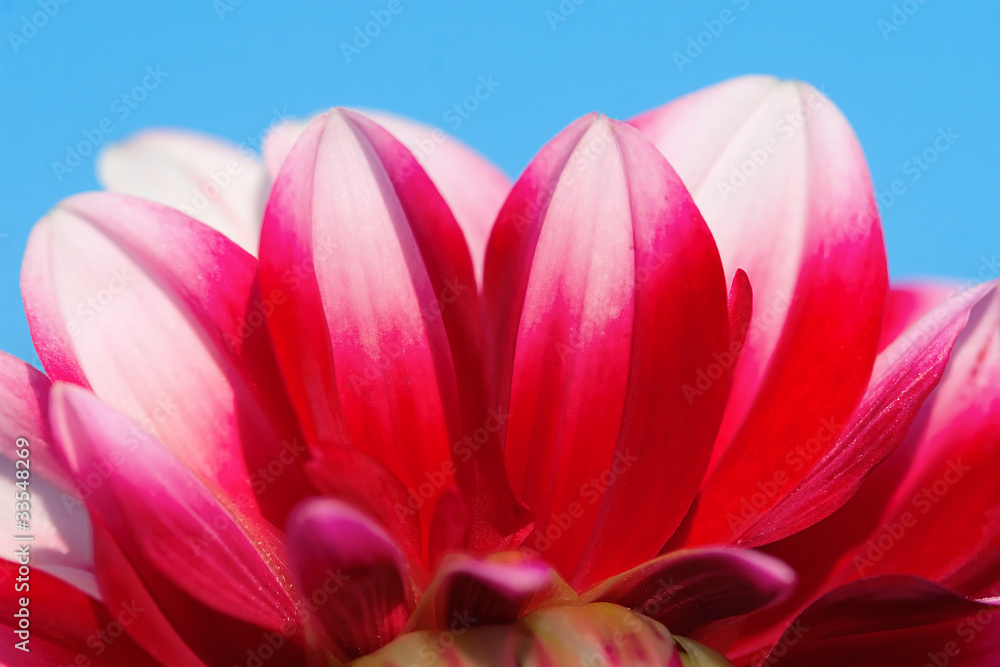 Dahlia flower