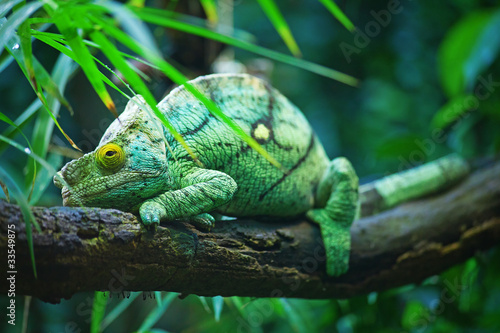 Wallpaper Mural Green male chameleon Torontodigital.ca