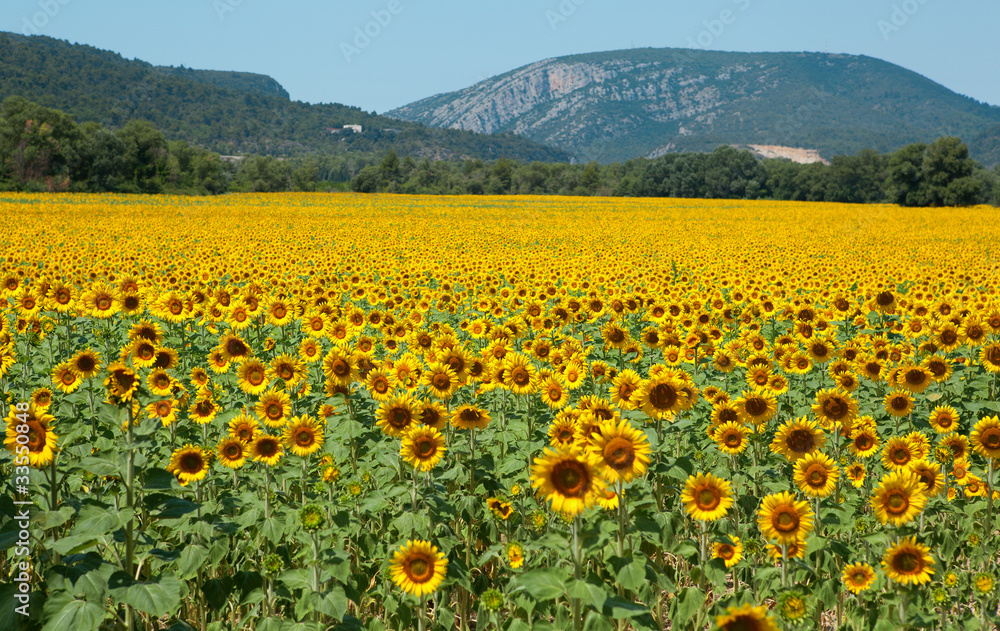 Beautiful sunflower field