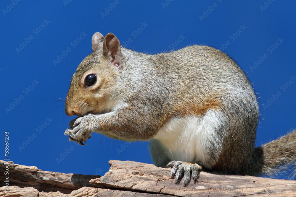 Gray Squirrel On A Log Gray Squirrel On A Log