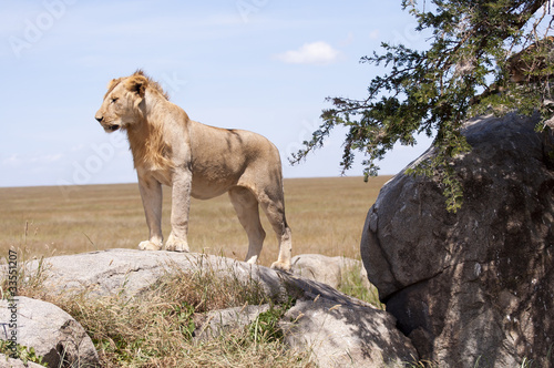 Lions du Serengeti