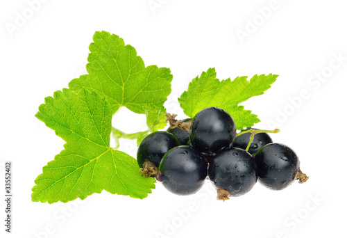 Johannisbeere schwarz freigestellt - black currant isolated 01