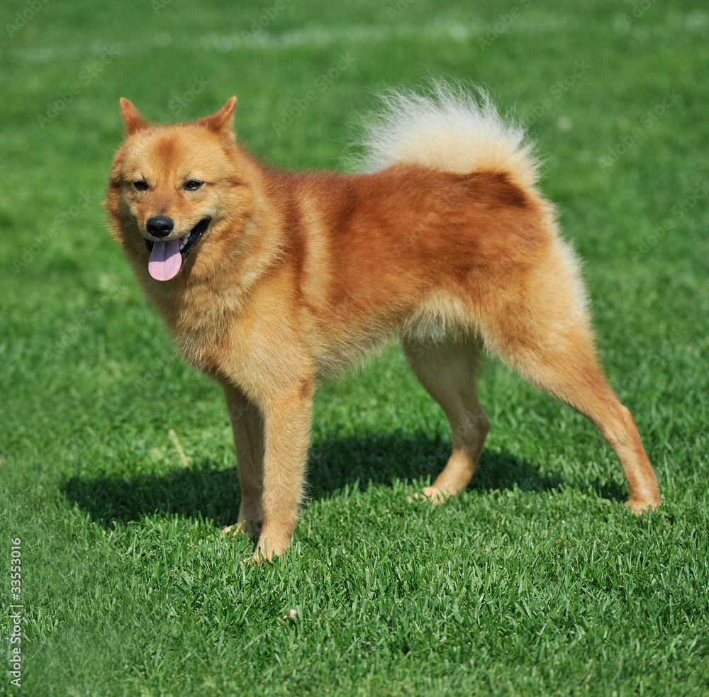 finnish spitz