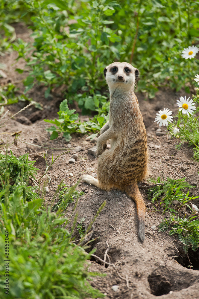 Fototapeta premium meerkat