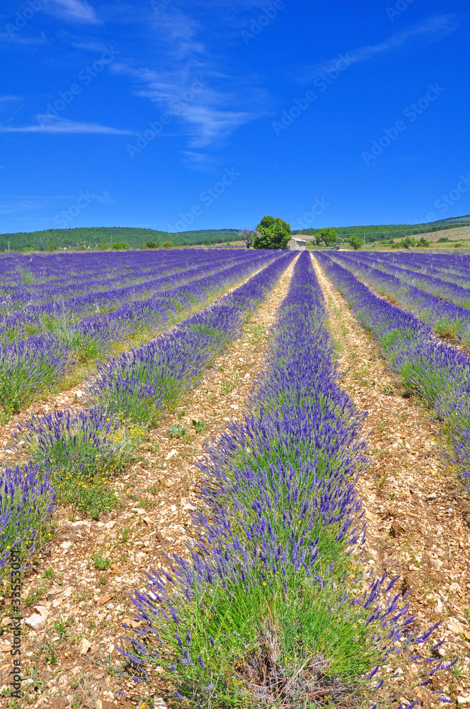 Obraz premium Ferrassières