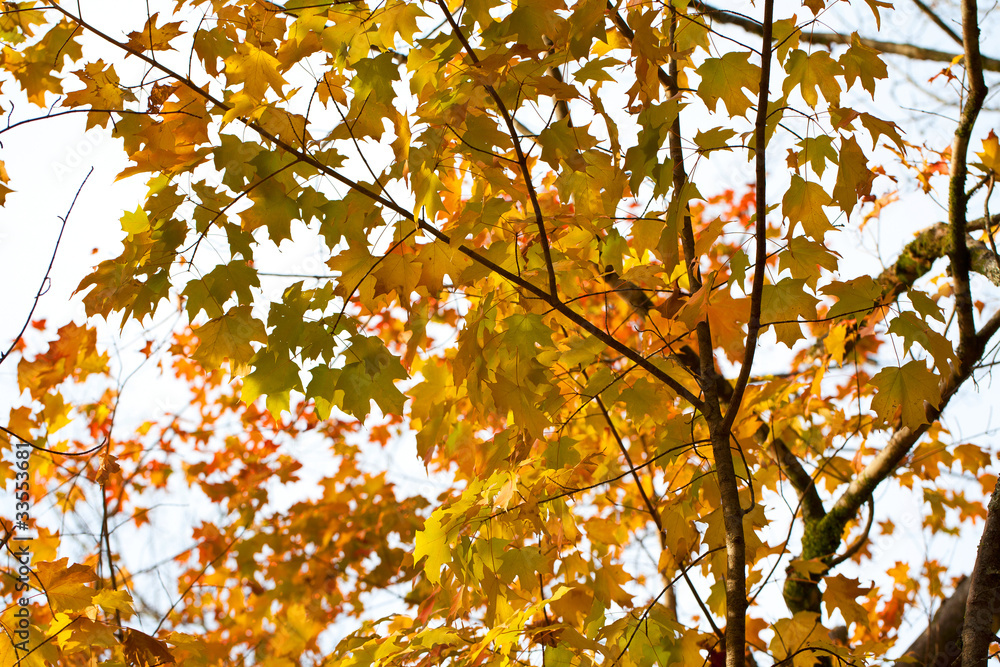 yellow leaves