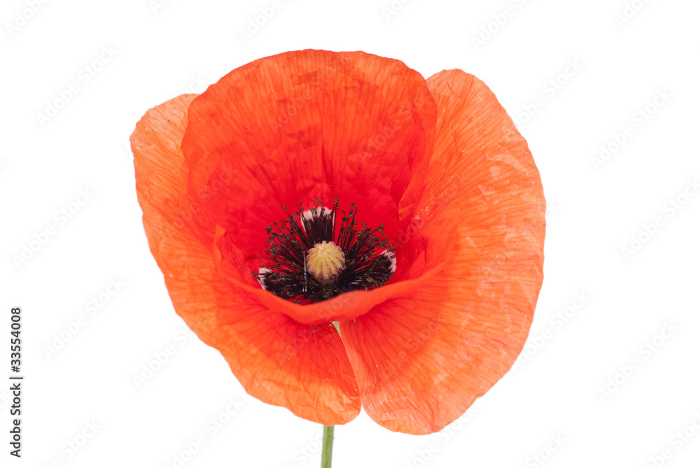 Fototapeta premium Single Beautiful Red poppy isolated on white background