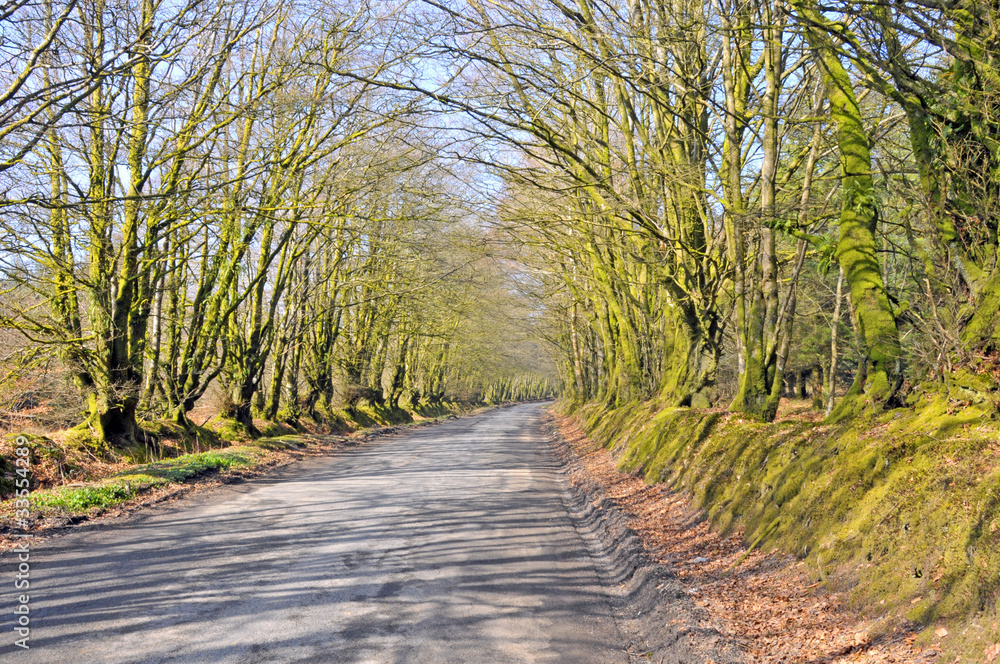 custom made wallpaper toronto digitalCountry road with arbor of trees