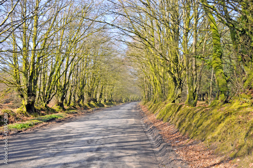 Wallpaper Mural Country road with arbor of trees Torontodigital.ca