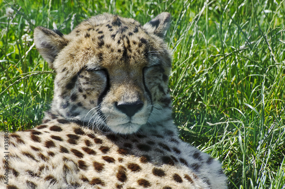 Close up portrait of cheetah laying in grass Close up portrait of cheetah laying in grass