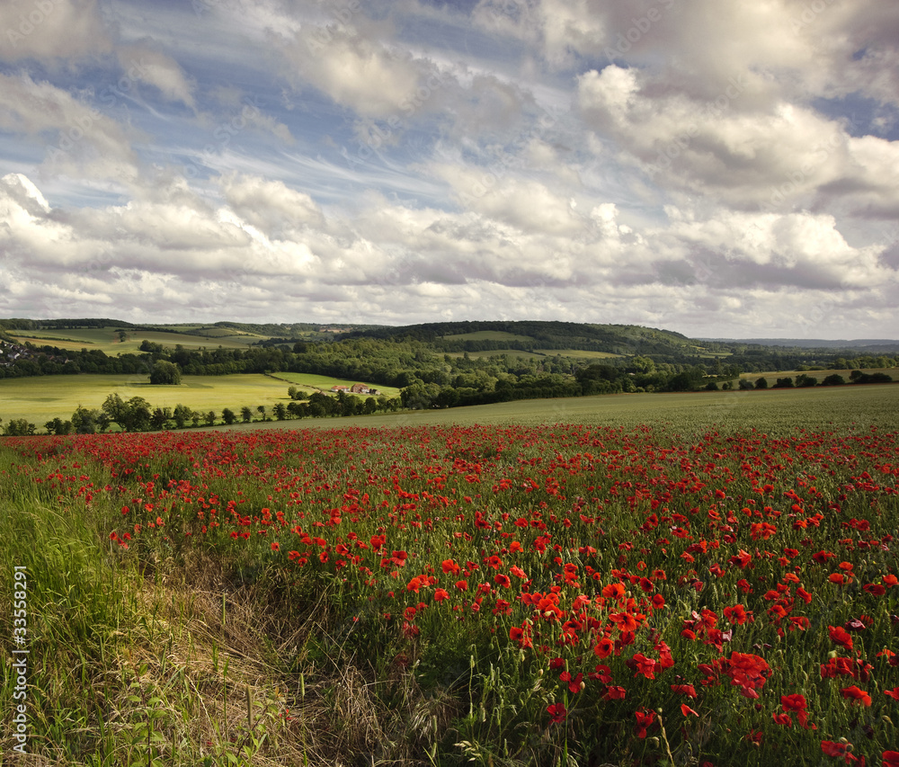 Poppy field in English countryside landscape