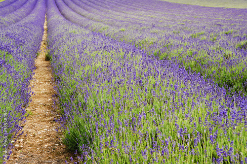 Beautiful low angle wide shot of colorful lavender field in Summ