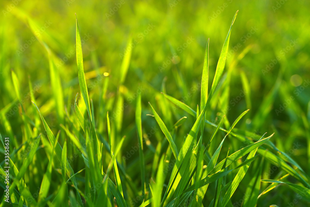 Fototapeta premium Bright vibrant green grass close-up