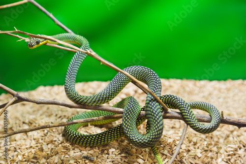 Green snake in terrarium