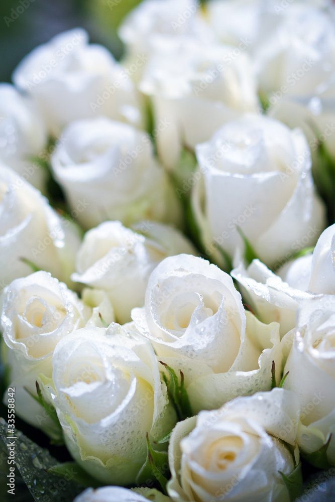 Obraz premium Bouquet de roses blanches