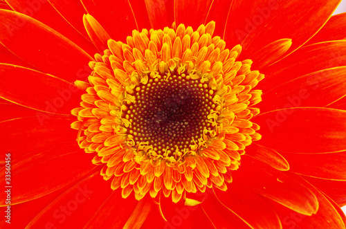 gerbera flower