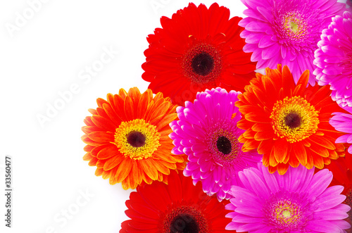 gerbera flower