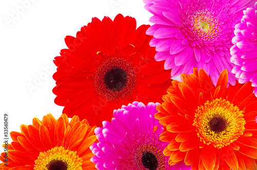 gerbera flower