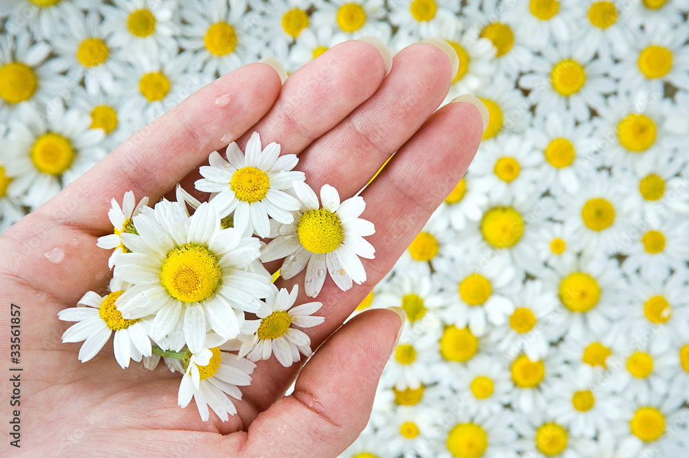 Female hand among camomile Female hand among camomile