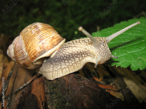 The curious horned snail crawling on a tree