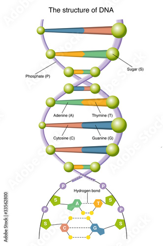 DNA