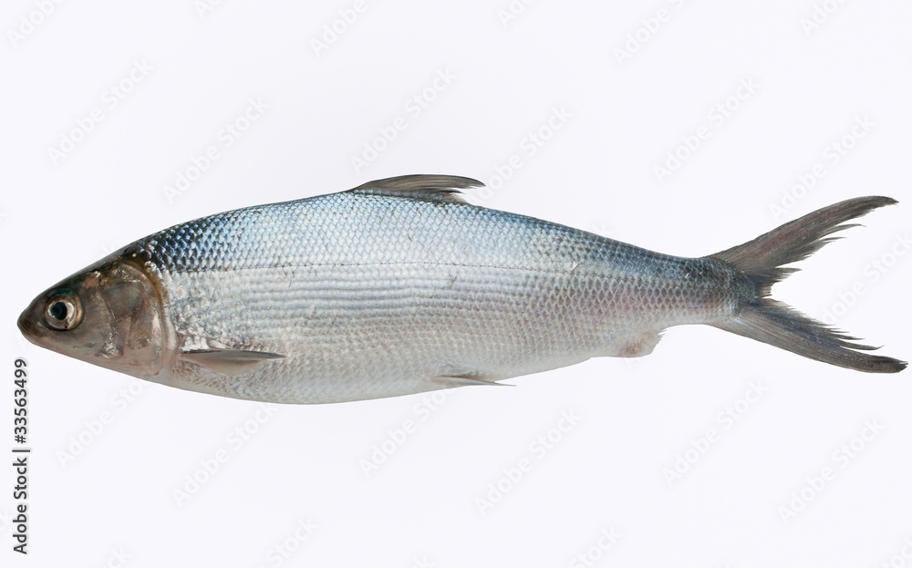 Milkfish isolated Milkfish isolated