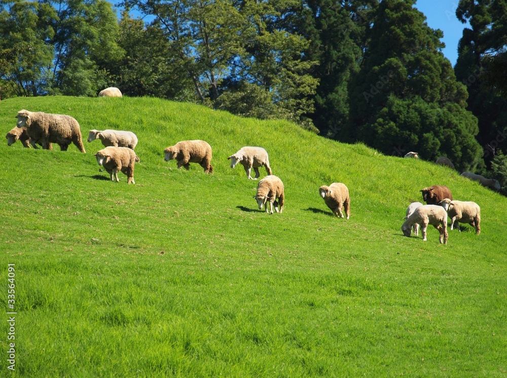 A flock of sheep grazes on lush grass A flock of sheep grazes on lush grass