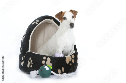 Fototapeta Naklejka Na Ścianę i Meble -  jack russell dans sa niche d'intérieur