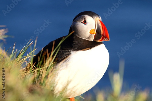 Fotografie puffin