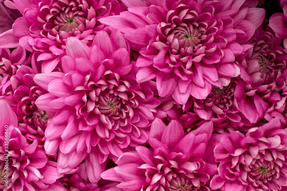 pink chrysanthemum pink chrysanthemum