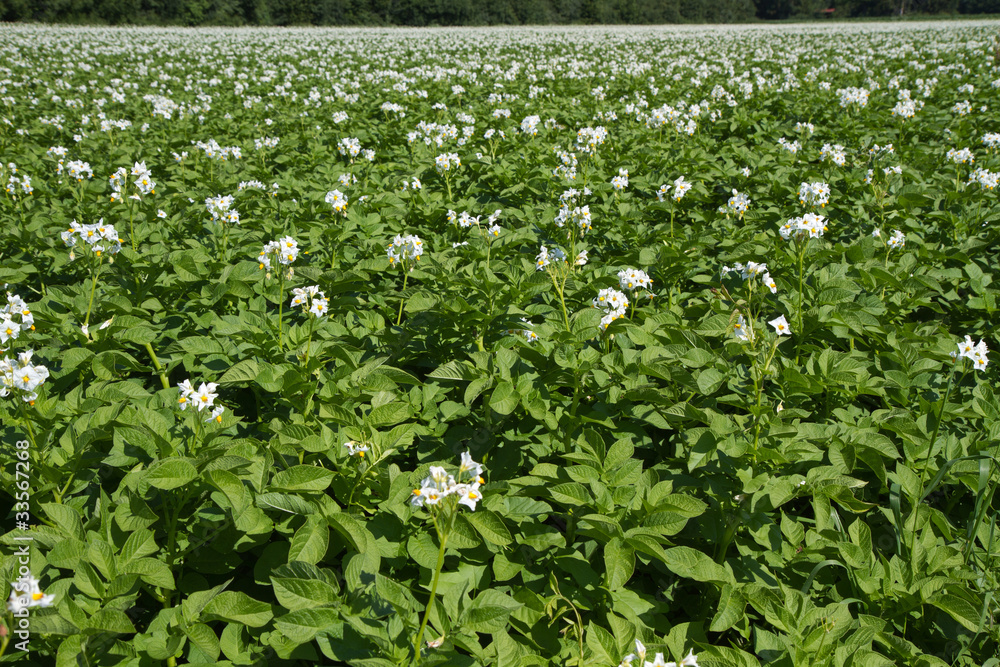 Blühendes Kartoffelfeld in Bayern