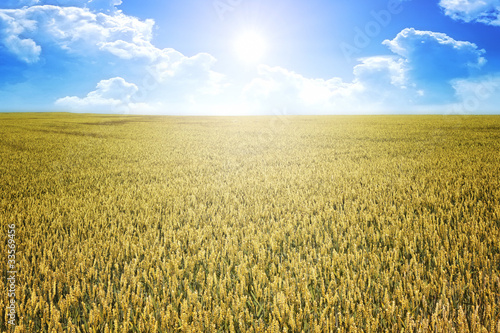 wheat summer sun