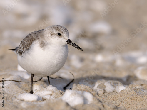 Strandläufer / Sanderling