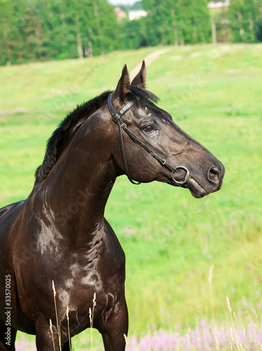 beautiful black stallion at blue sky
