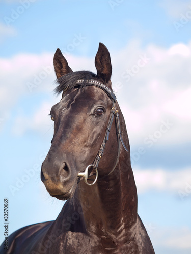 beautiful  black stallion at blue sky © anakondasp