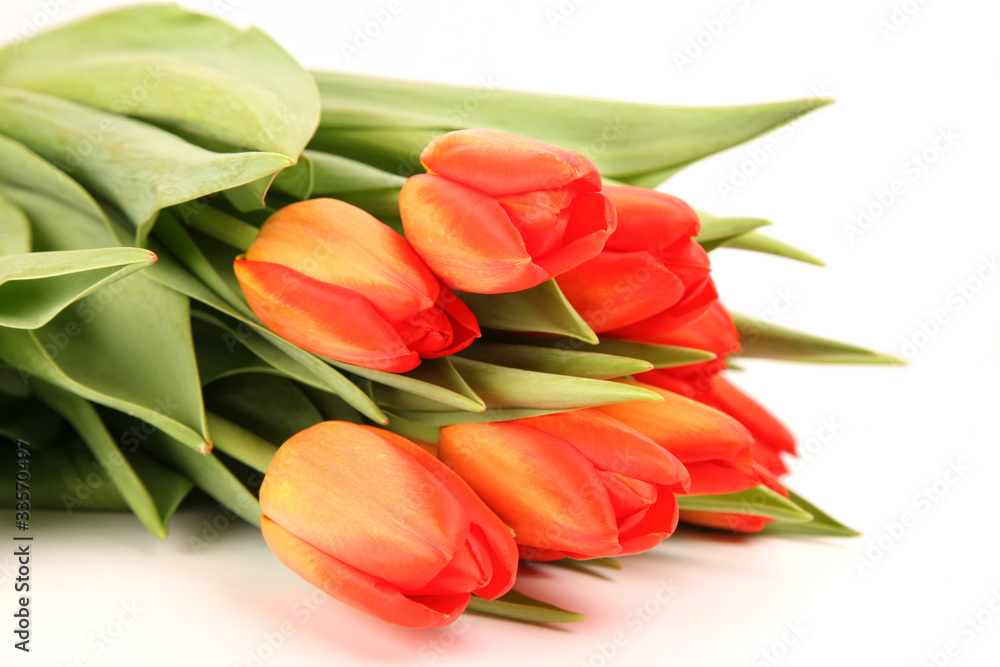 Tulip Bouquet Tulip Bouquet