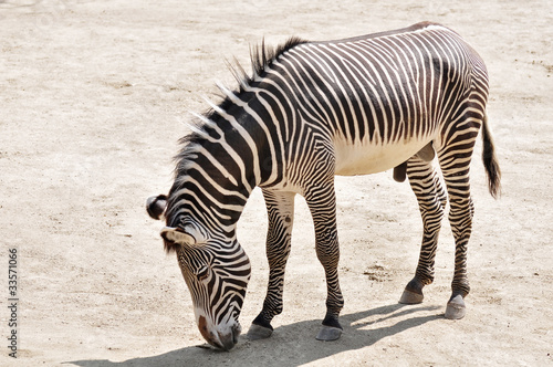 Zebra